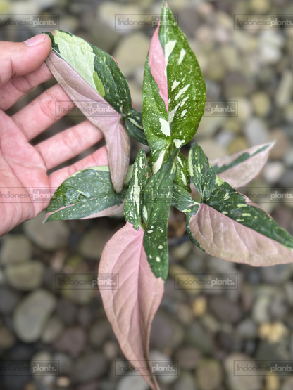 Close-up of Syngonium Red Spot Tricolor displaying striking pink sectors and cream splashes.