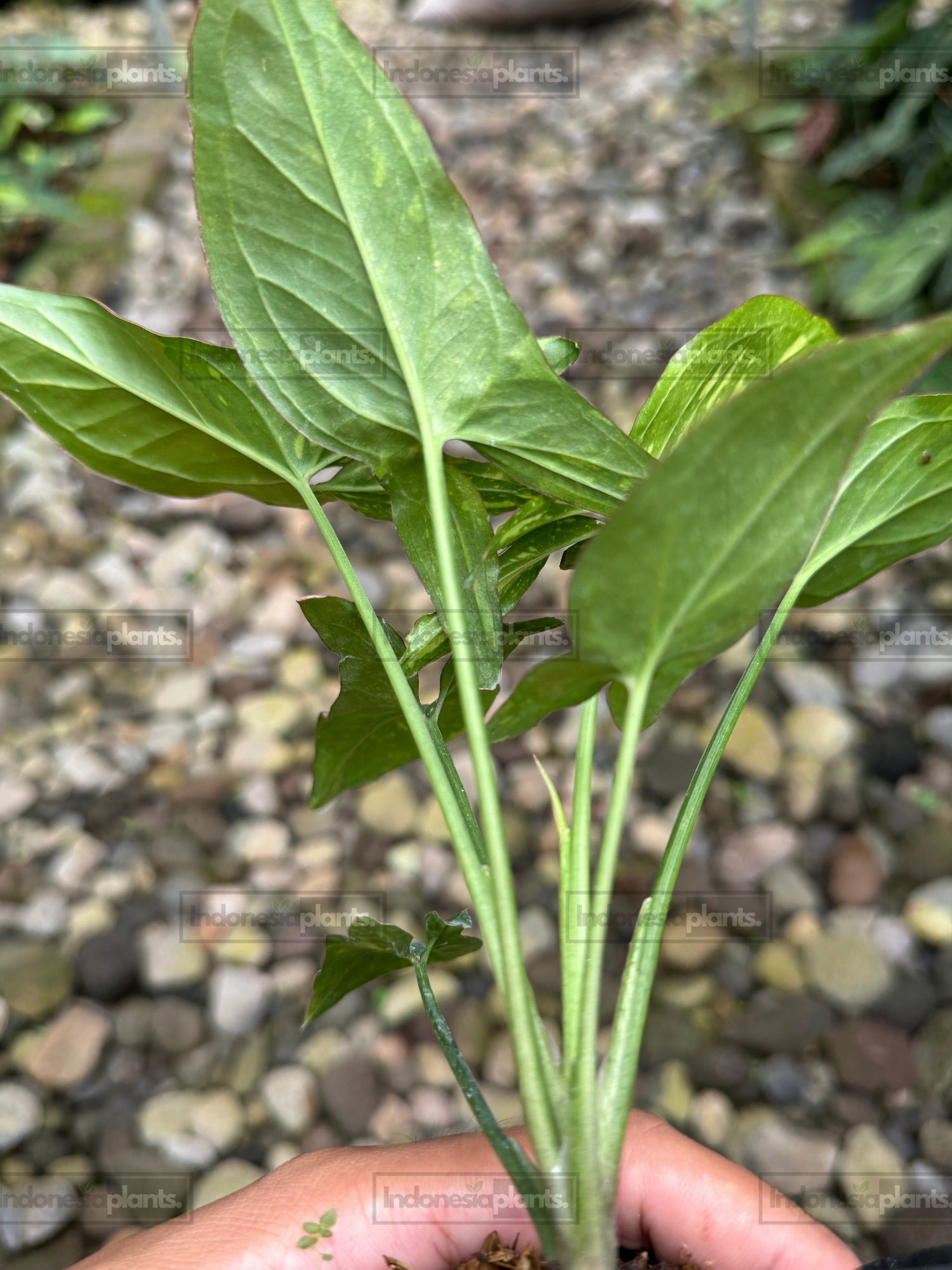 Rear view of Syngonium Red Spot Tricolor showing healthy stems and colorful variegated foliage.