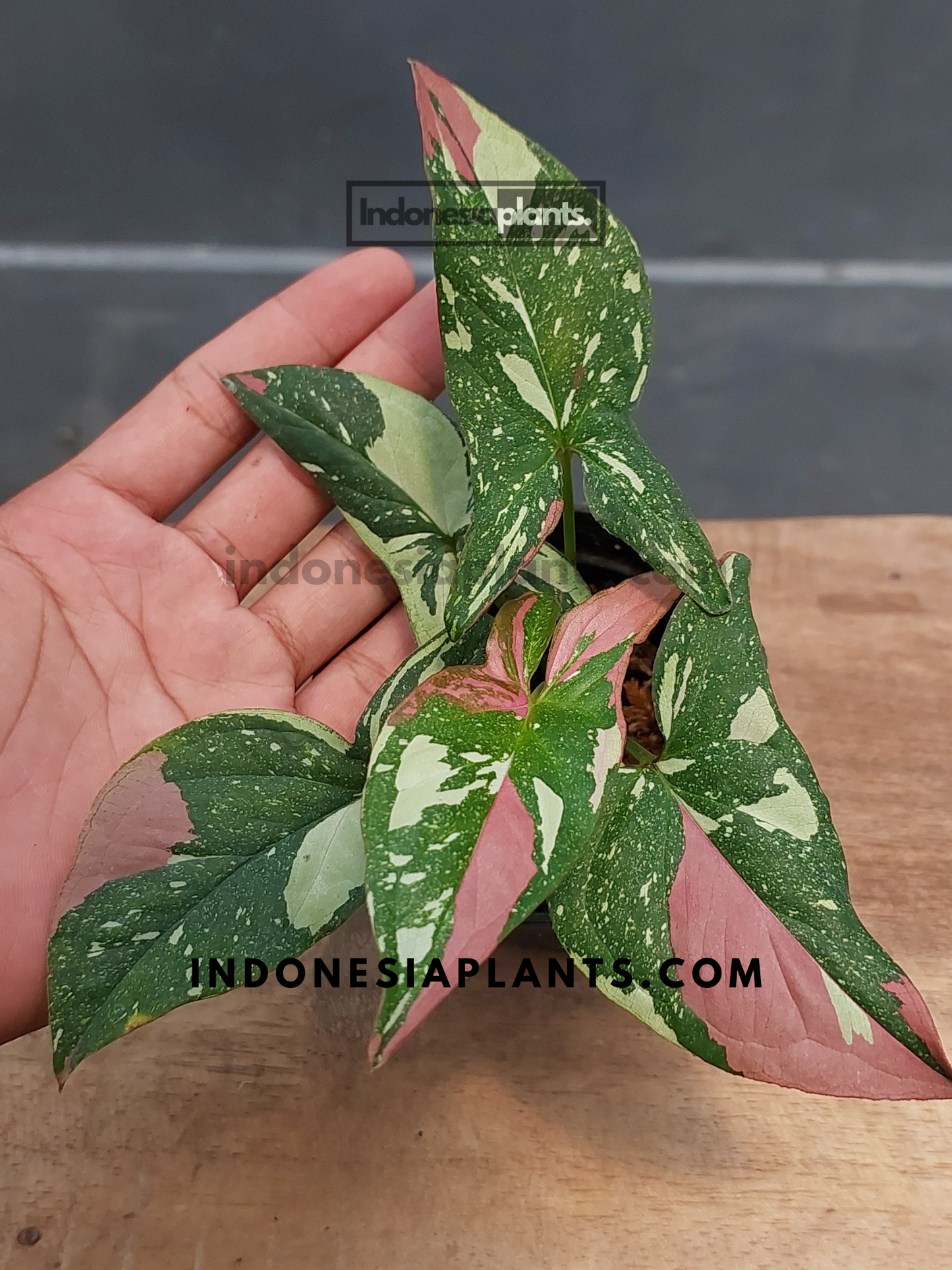A hand gently holding Syngonium Red Spot Tricolor Pink on Pink, showcasing its striking pink-on-green foliage.