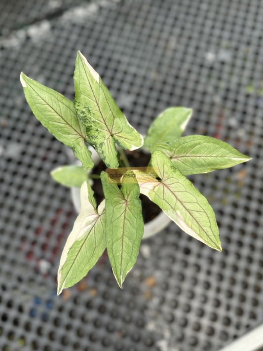 Top view of Syngonium White Princess showing arrow-shaped green leaves with creamy white sectors and deep red midribs