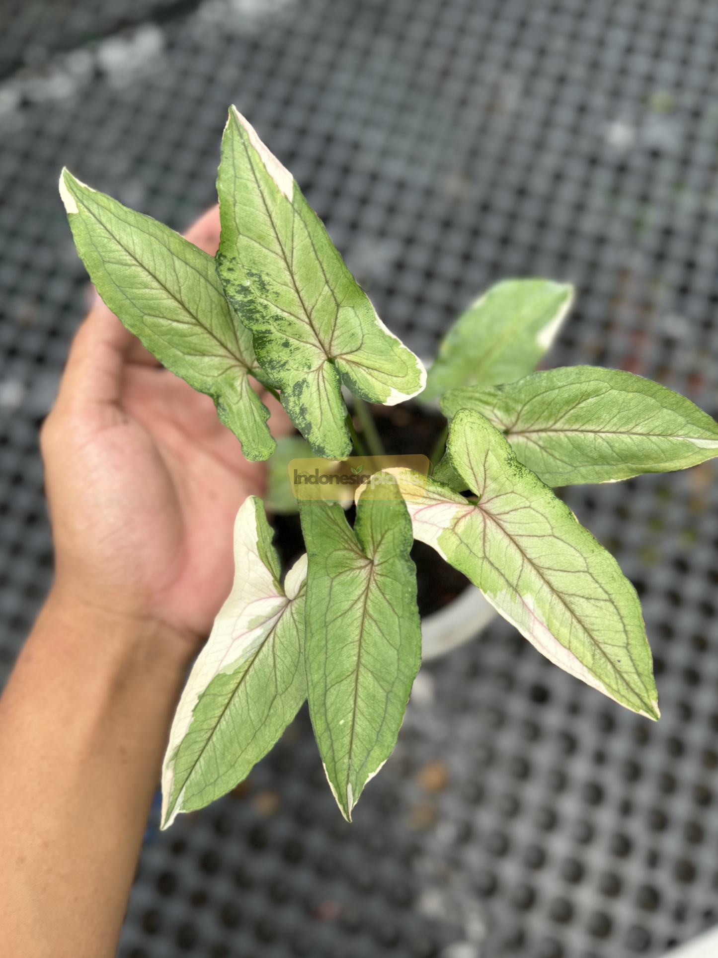Syngonium White Princess plant held in hand, highlighting the contrast between white variegation and light green leaf base