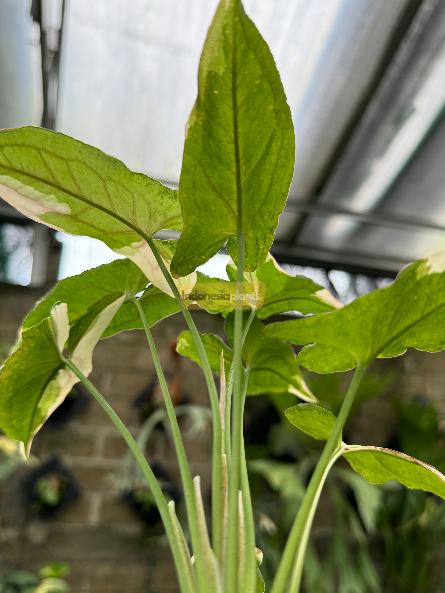 Low-angle shot of Syngonium White Princess stems with sunlight filtering through green and white marbled foliage