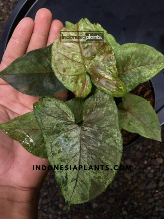 Syngonium Matcha Sprinkle