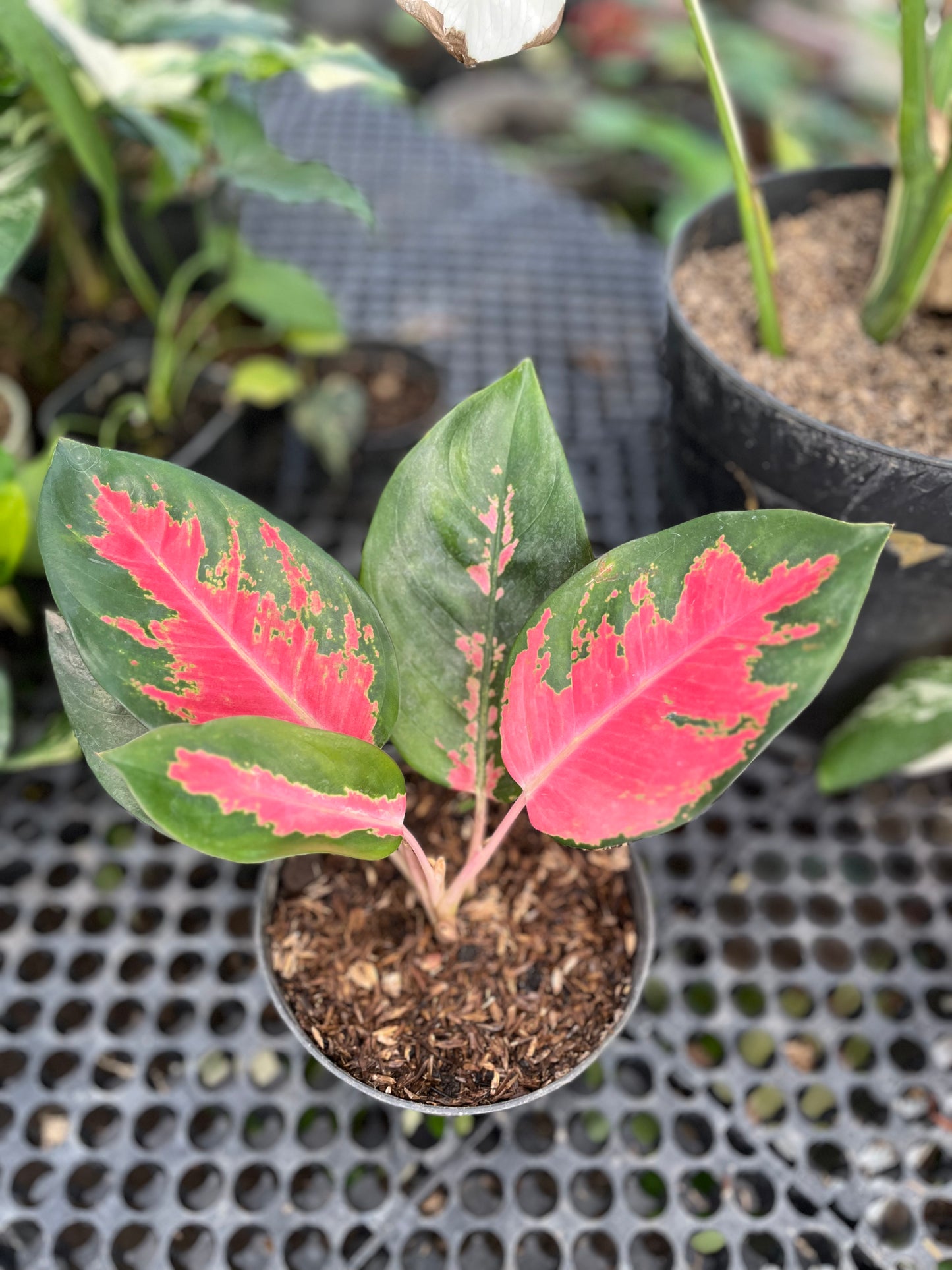Aglaonema Kochin Pink - us & cad store