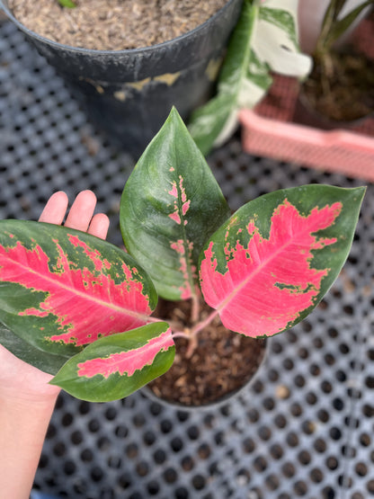 Aglaonema Kochin Pink - us & cad store