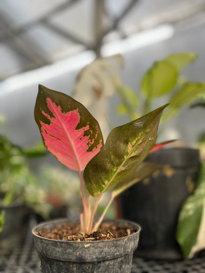 Aglaonema Kochin Pink - us & cad store