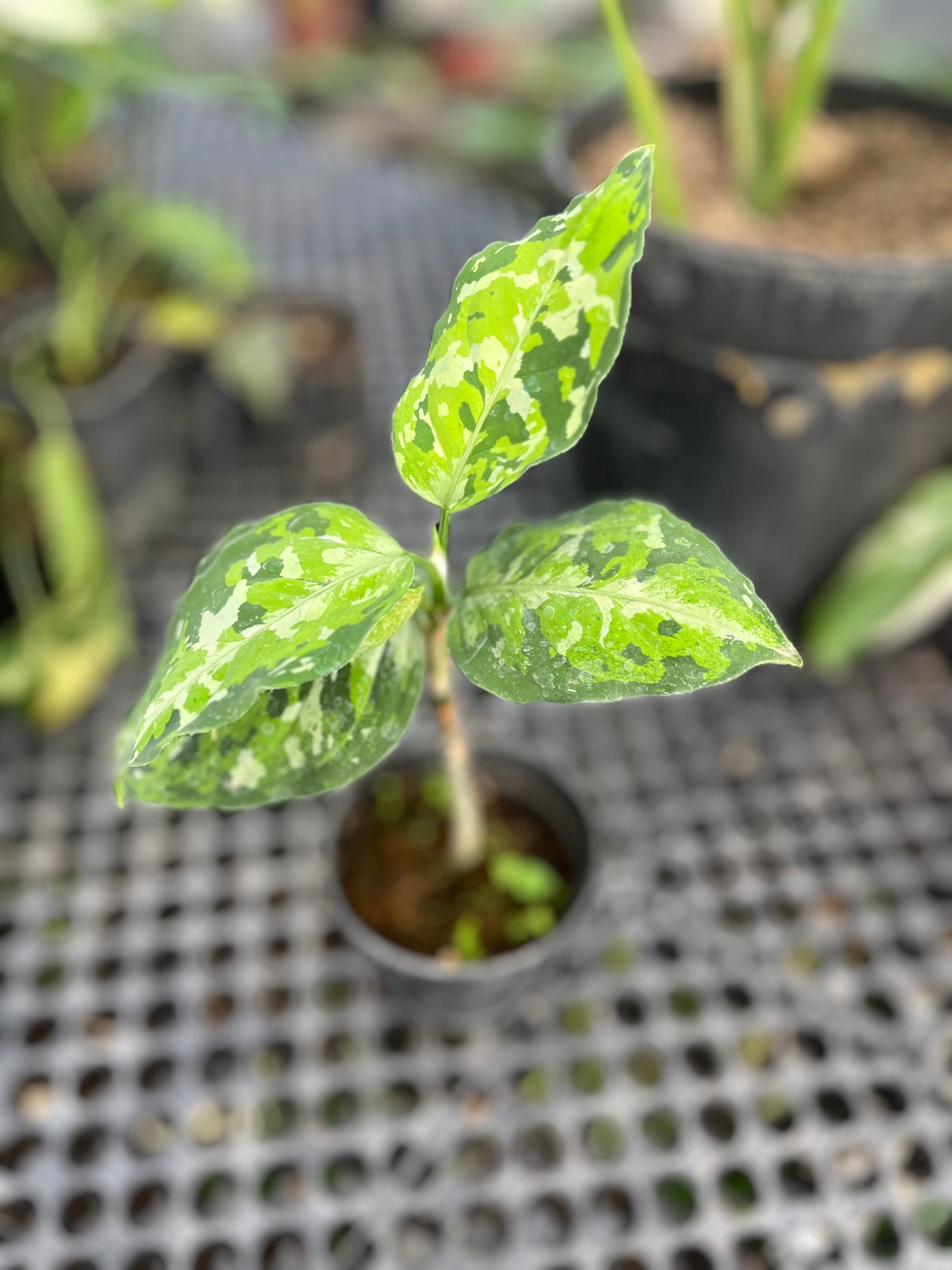 Aglaonema Pictum Tricolor - us & cad store