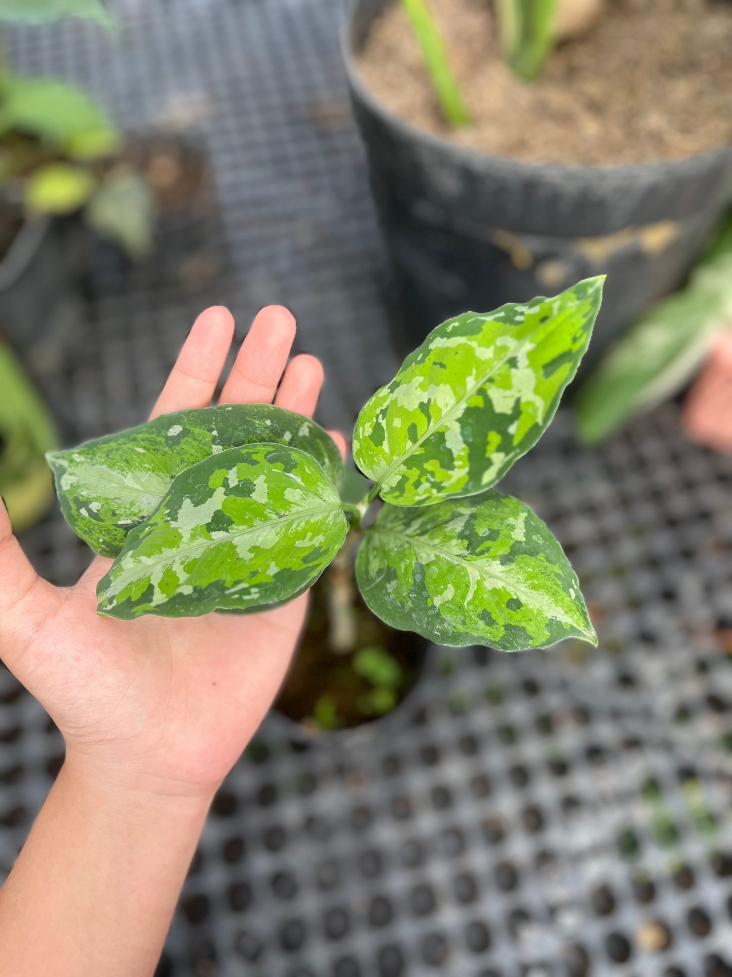 Aglaonema Pictum Tricolor - us & cad store
