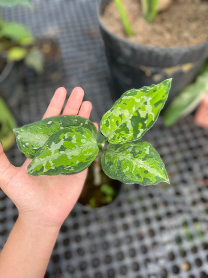 Aglaonema Pictum Tricolor - us & cad store