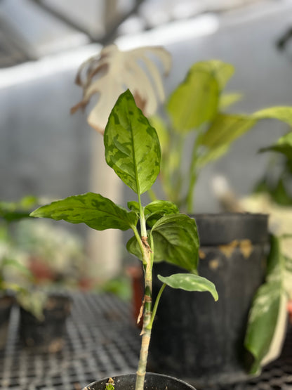 Aglaonema Pictum Tricolor - us & cad store
