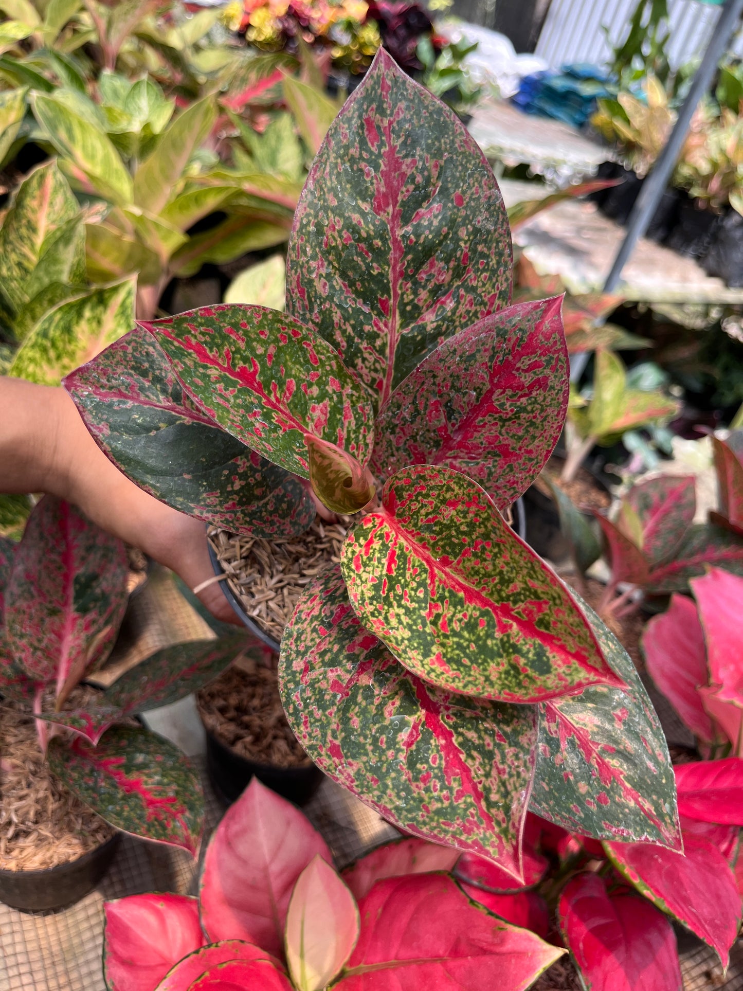 Aglaonema Red Stardust - us & cad store