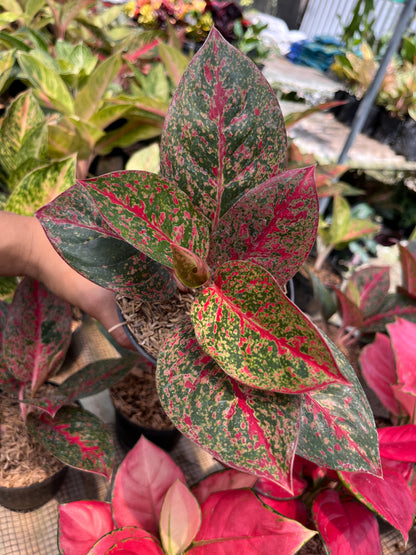 Aglaonema Red Stardust - us & cad store