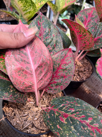 Aglaonema Red Stardust - us & cad store
