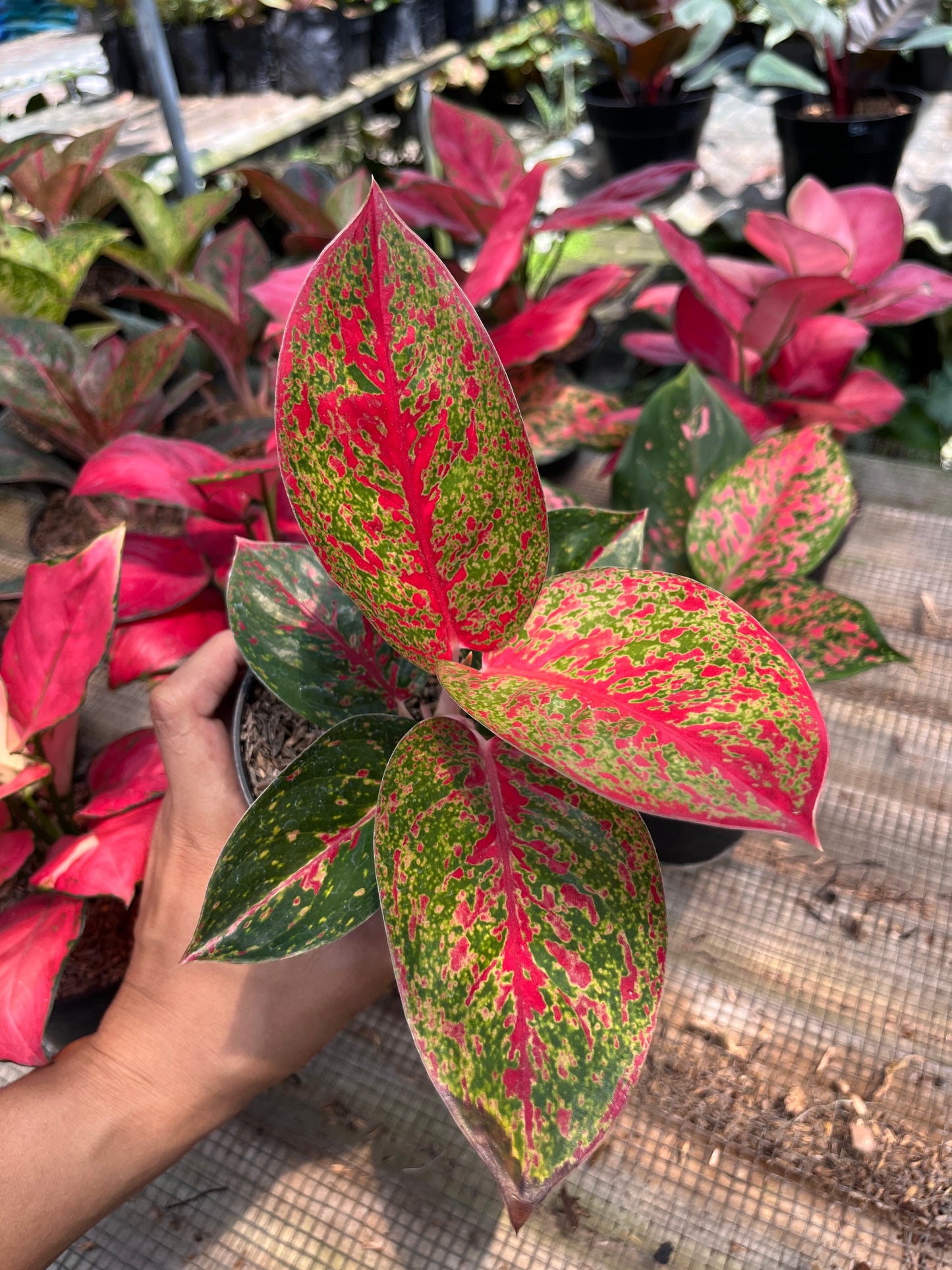 Aglaonema Red Stardust - us & cad store