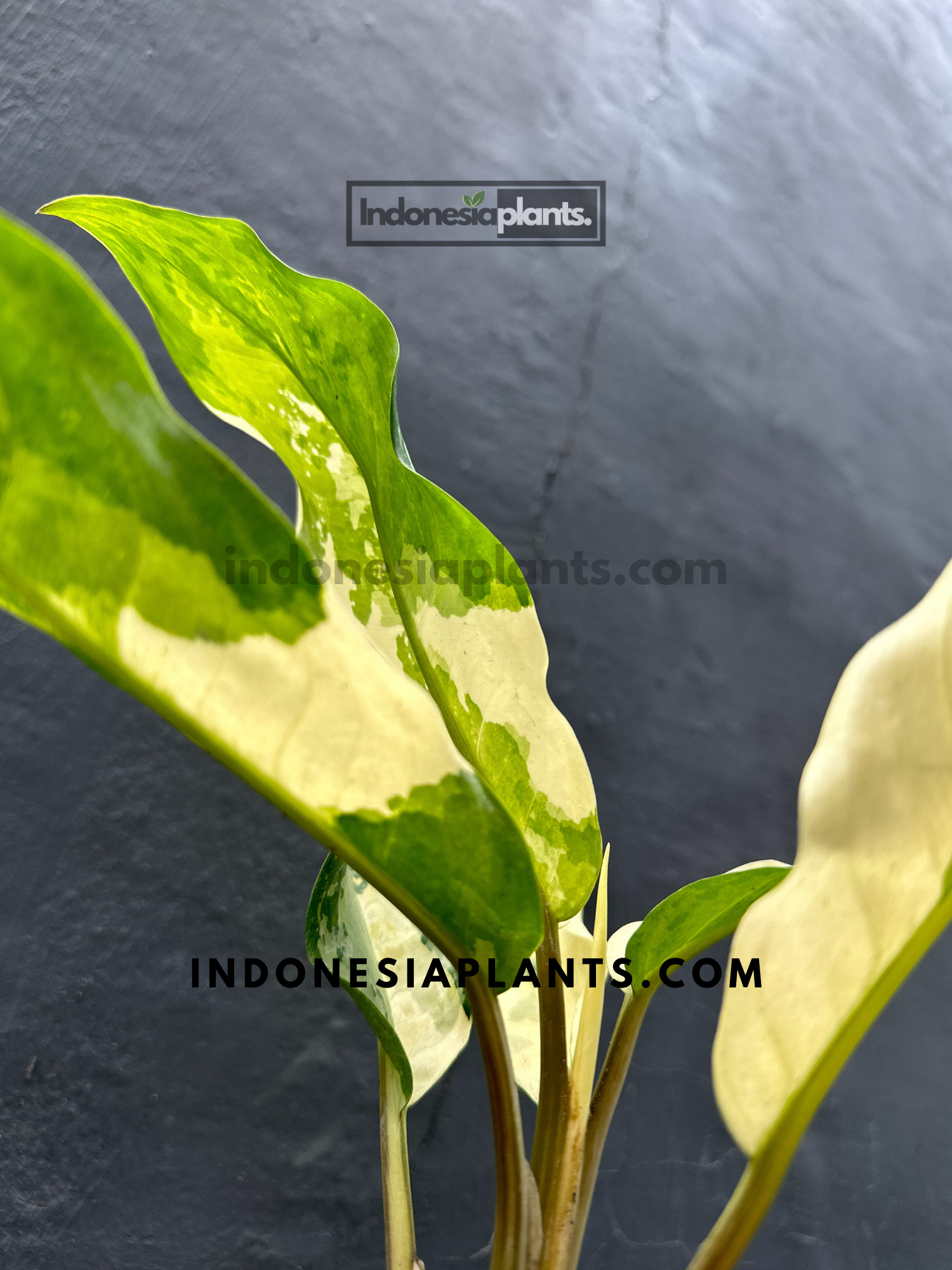 aglaonema commutatum variegated pearls Aglaonema Commutatum Variegated