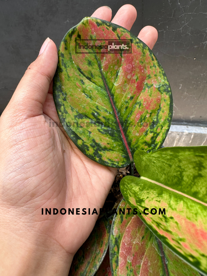 red heng heng aglaonema Aglaonema Heng Heng
