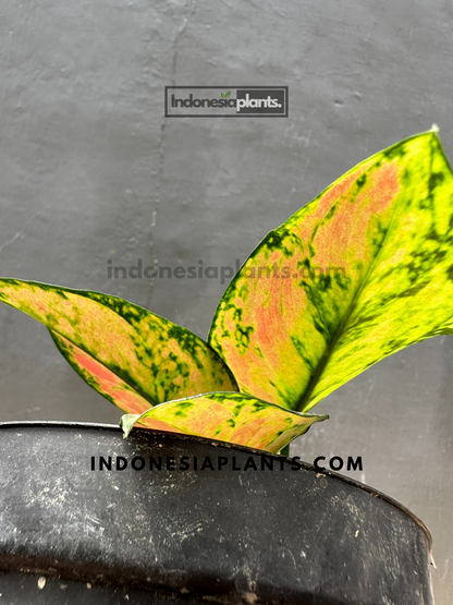 red heng heng aglaonema Aglaonema Heng Heng – INDONESIAPLANTS
