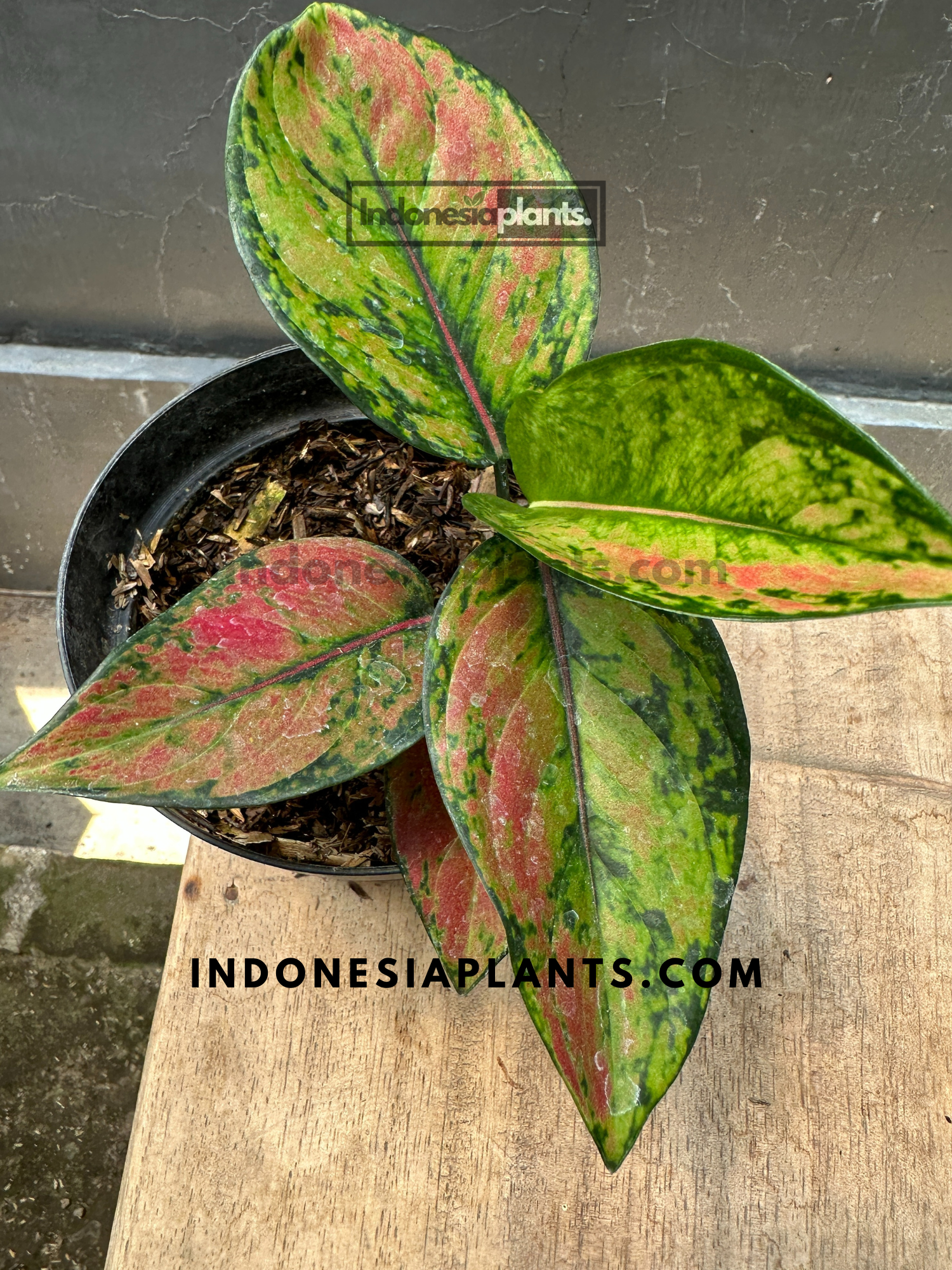red heng heng aglaonema Aglaonema Heng Heng