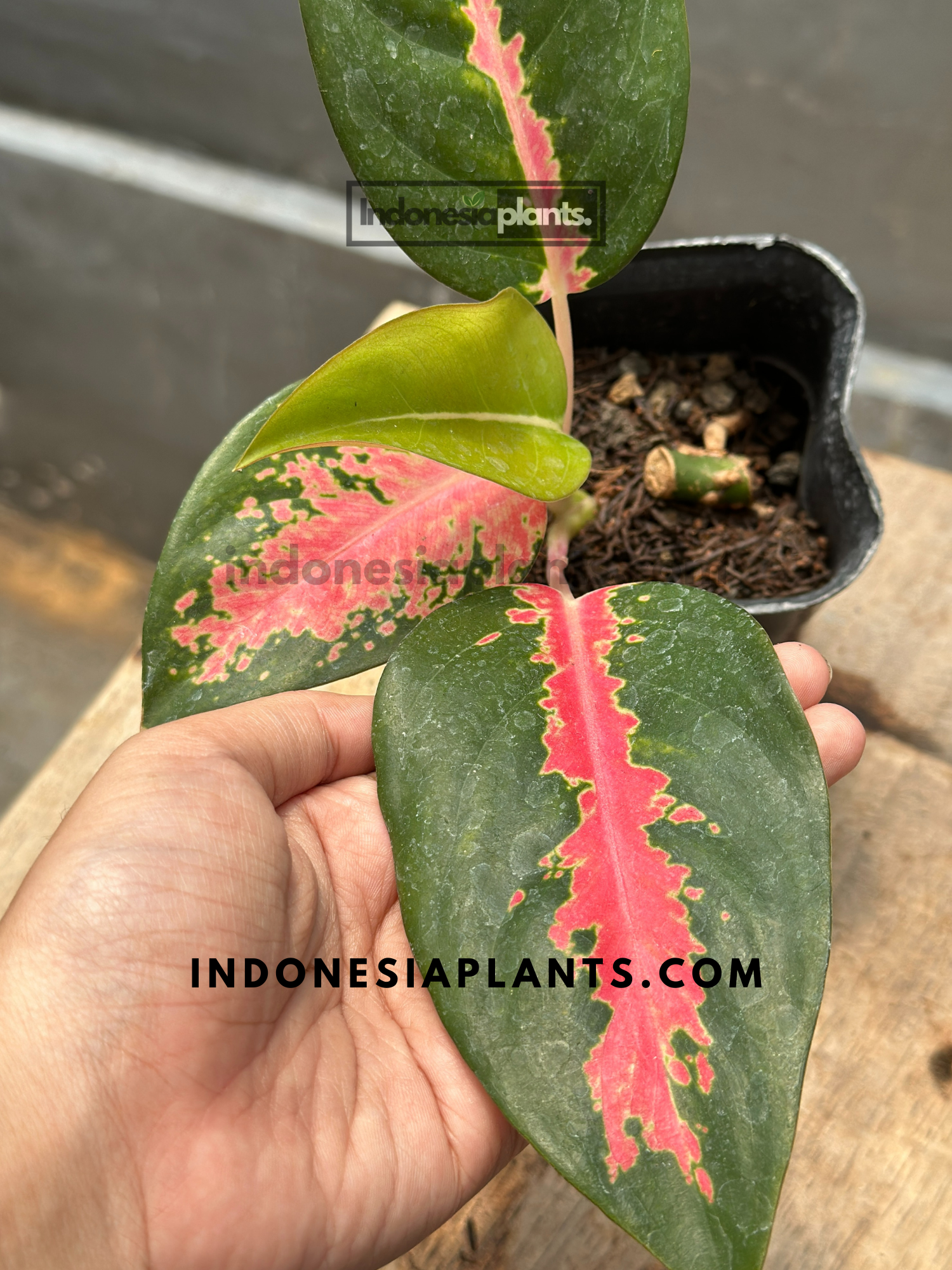 aglaonema pink cochin price Aglaonema Kochin Pink small size – INDONESIAPLANTS