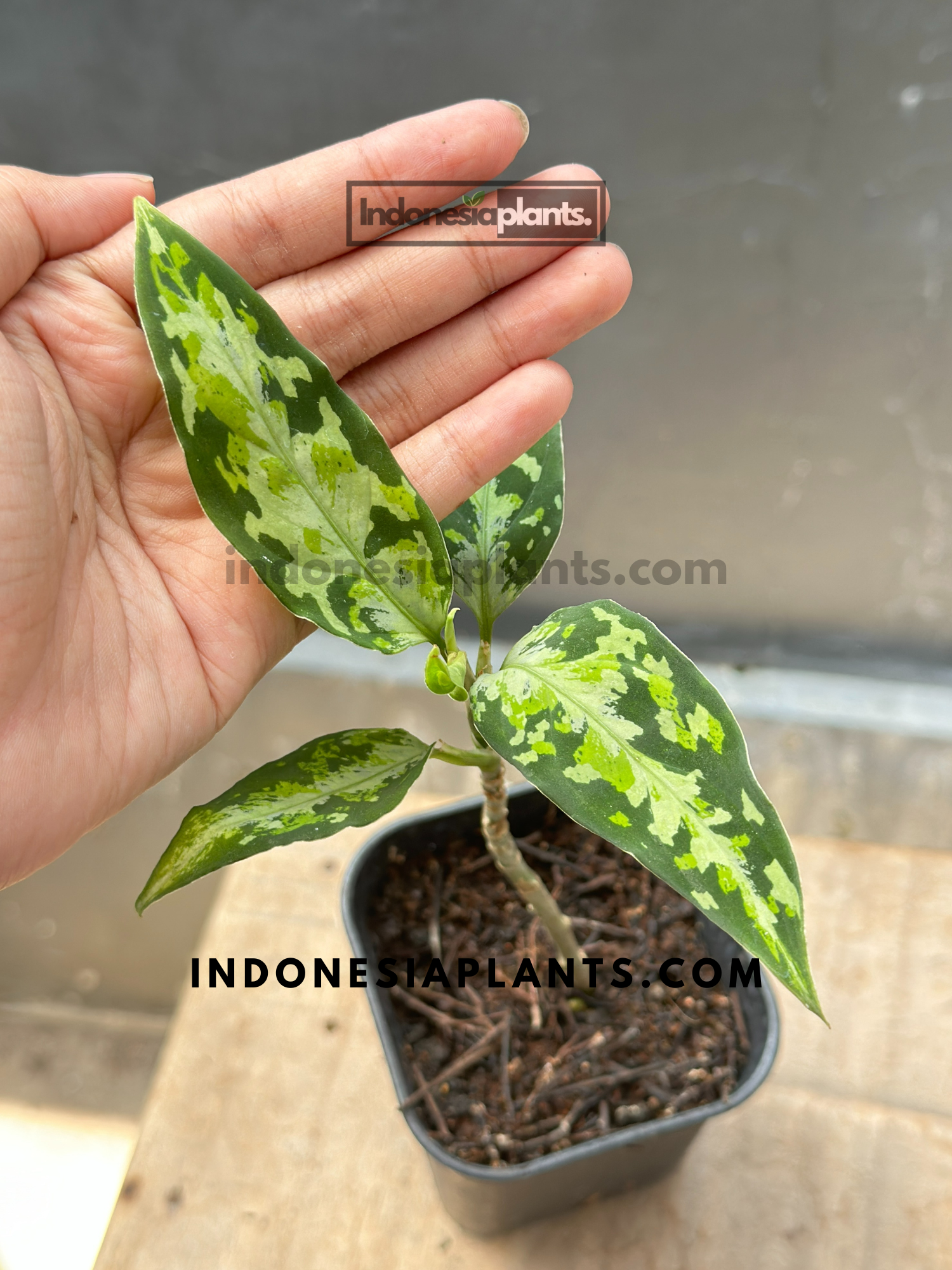 aglaonema pictum tricolor seedling Aglaonema Pictum Tricolor