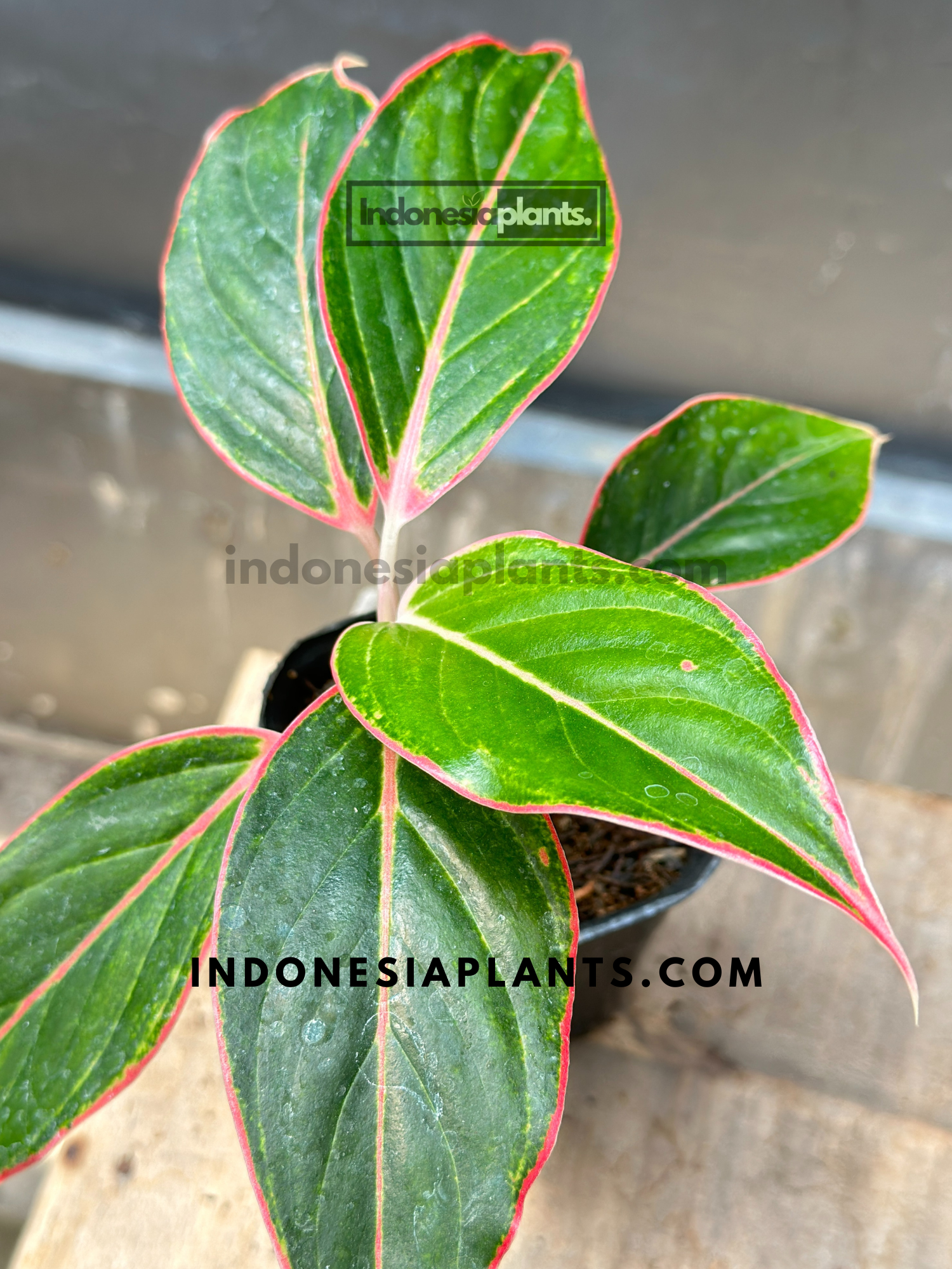 aglaonema lipstick pink Aglaonema Pink Lipstic