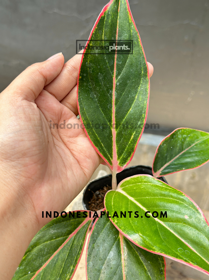 aglaonema lipstick pink Aglaonema Pink Lipstic – INDONESIAPLANTS