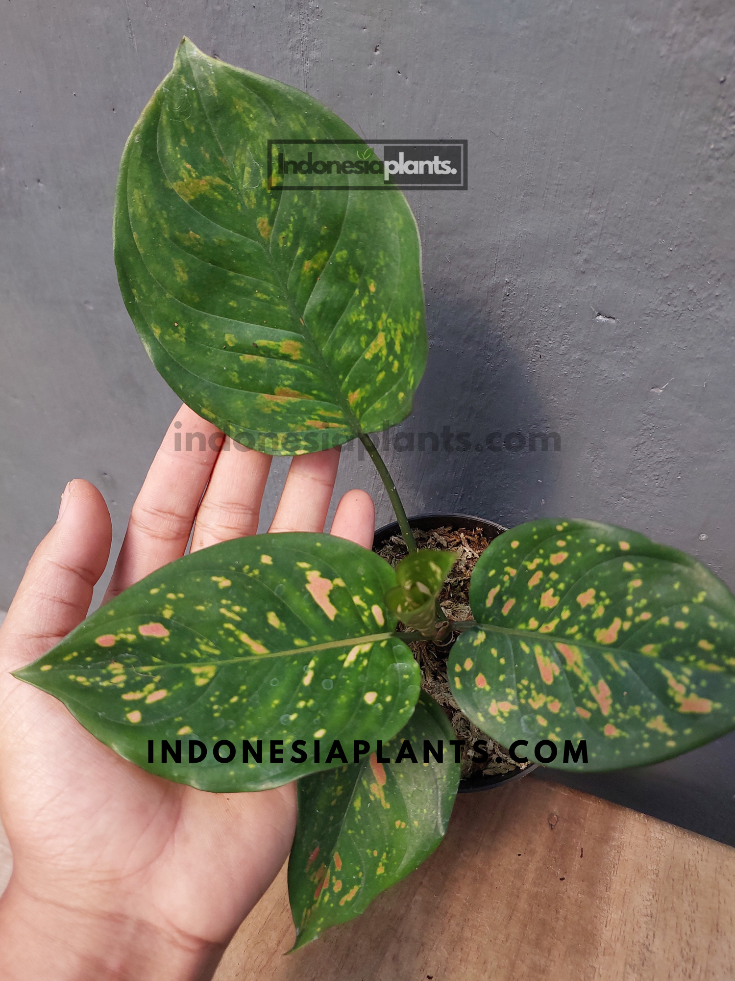 aglaonema mai on Aglaonema Ruby Chiang Mai