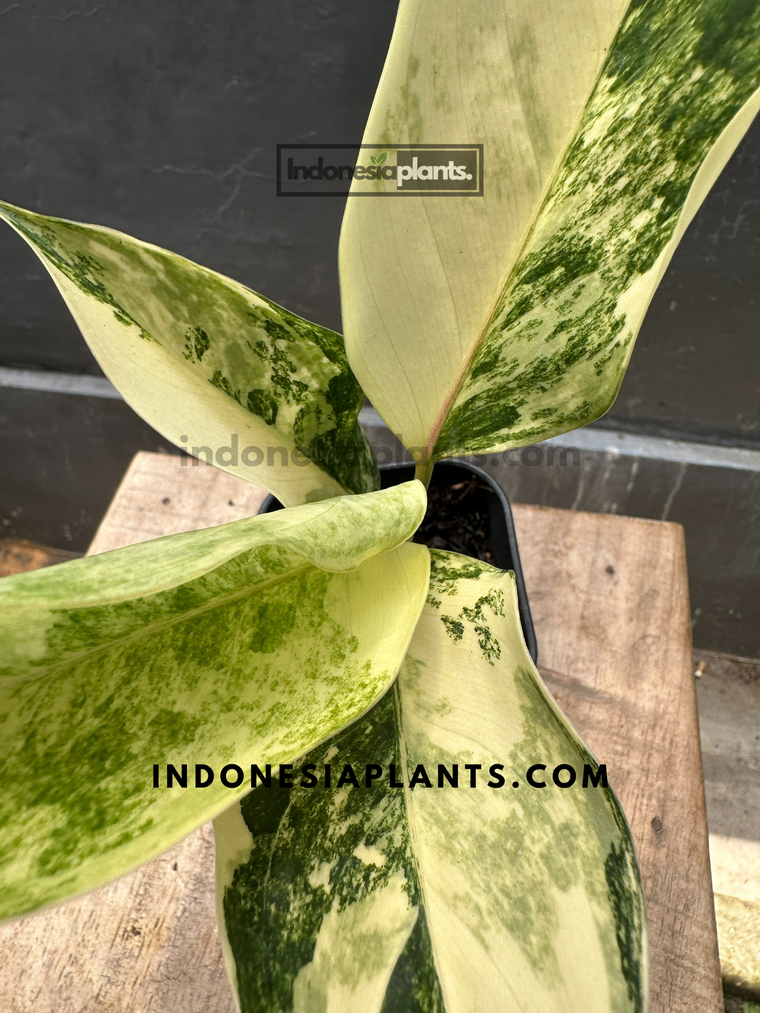 その他観葉植物 Aglaonema Siam Jade Aglaonema Siam Jade Variegated – INDONESIAPLANTS