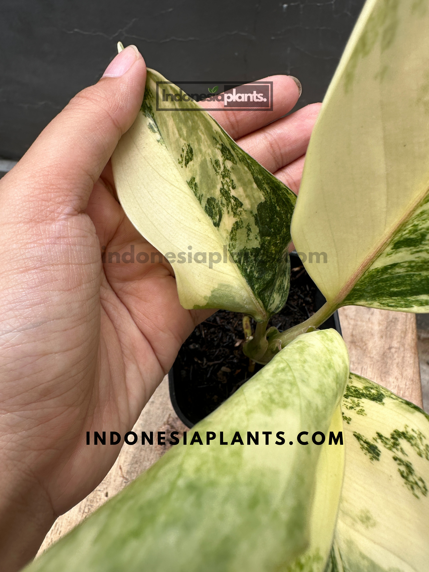 aglaonema siam wg Aglaonema Siam Jade Variegated – INDONESIAPLANTS