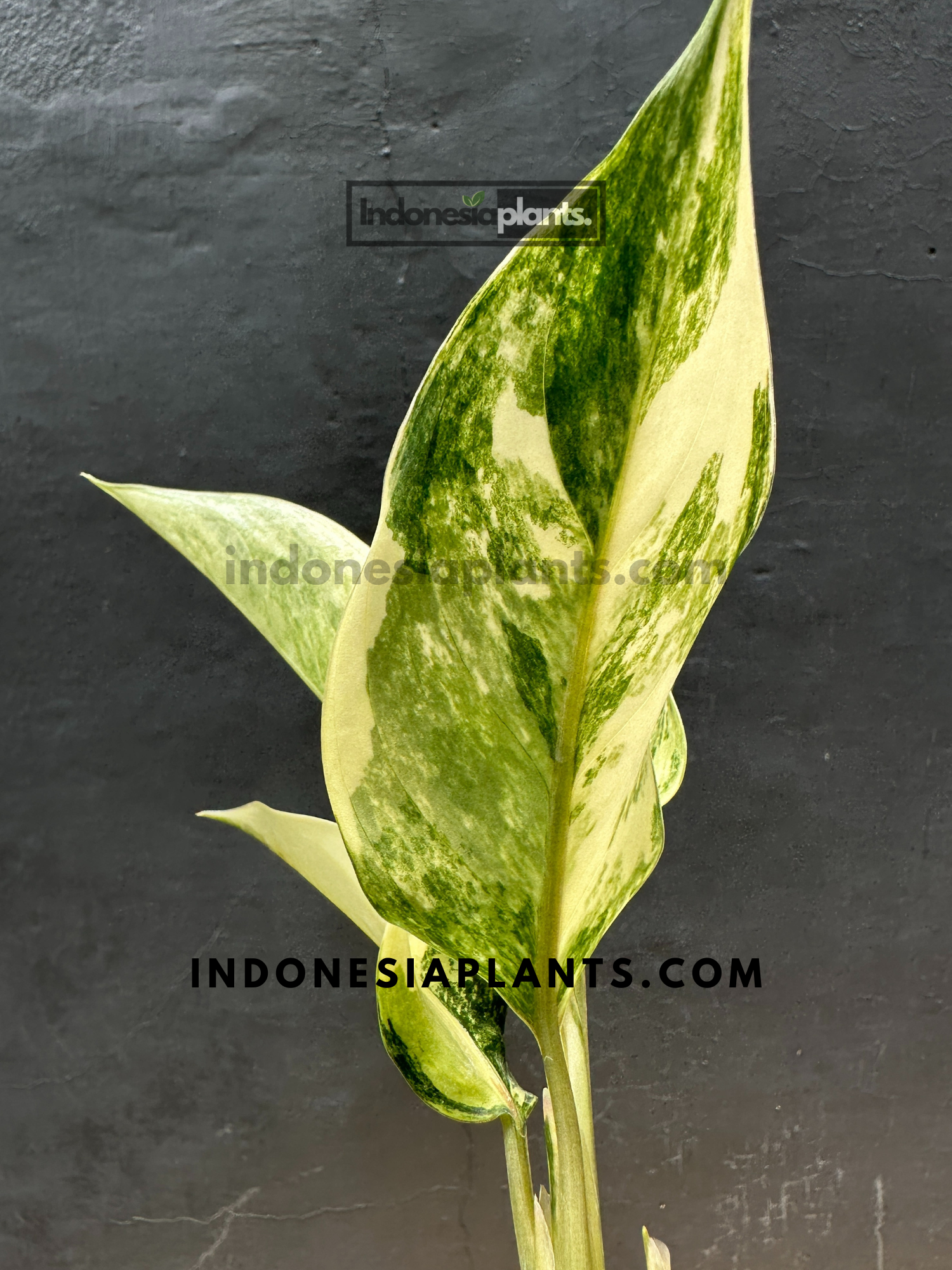 aglaonema siam jade Aglaonema Siam Jade Variegated – INDONESIAPLANTS