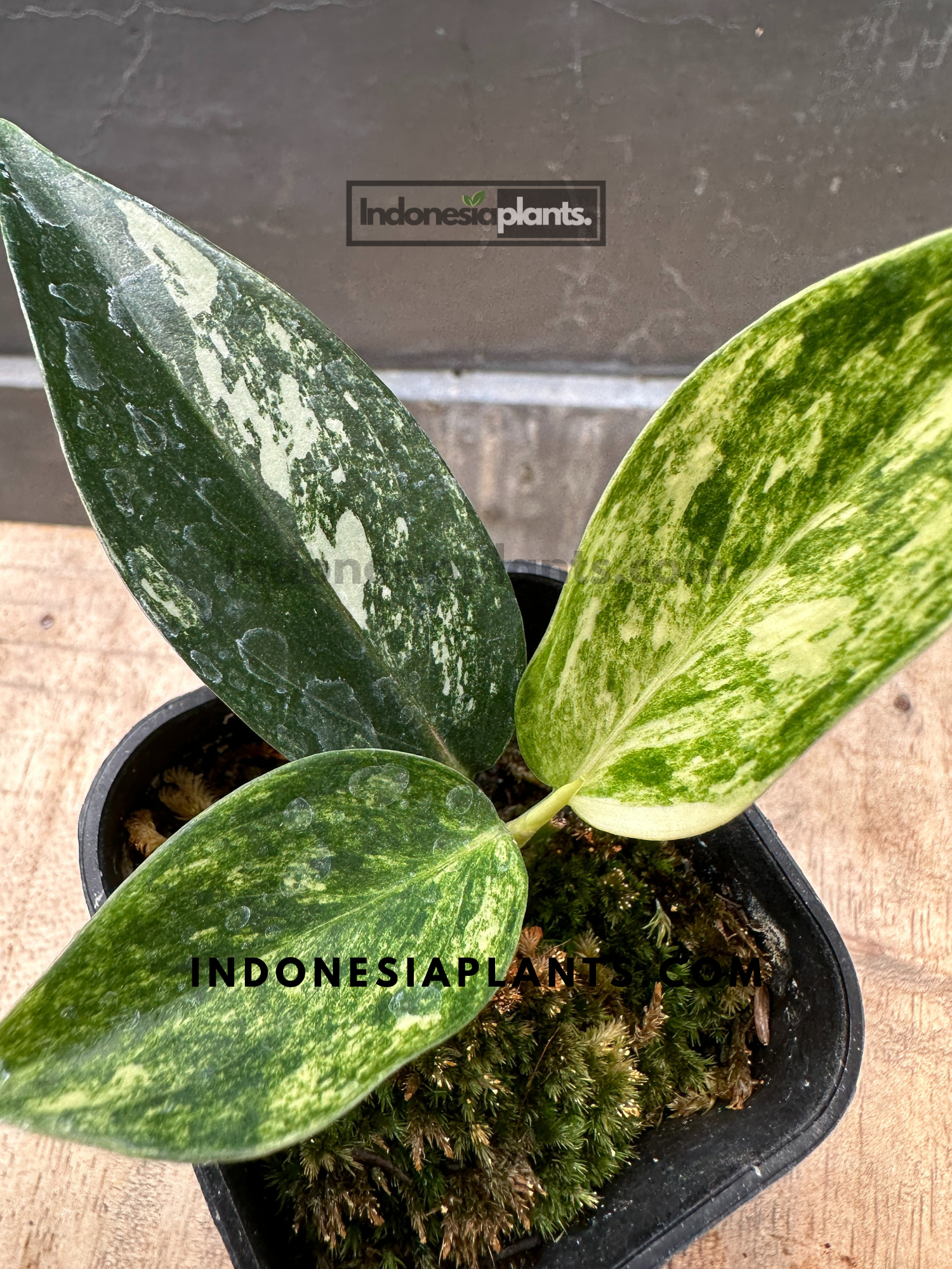 aglaonema siam jade Aglaonema 'Siam Jade' Variegated (wk23-A)