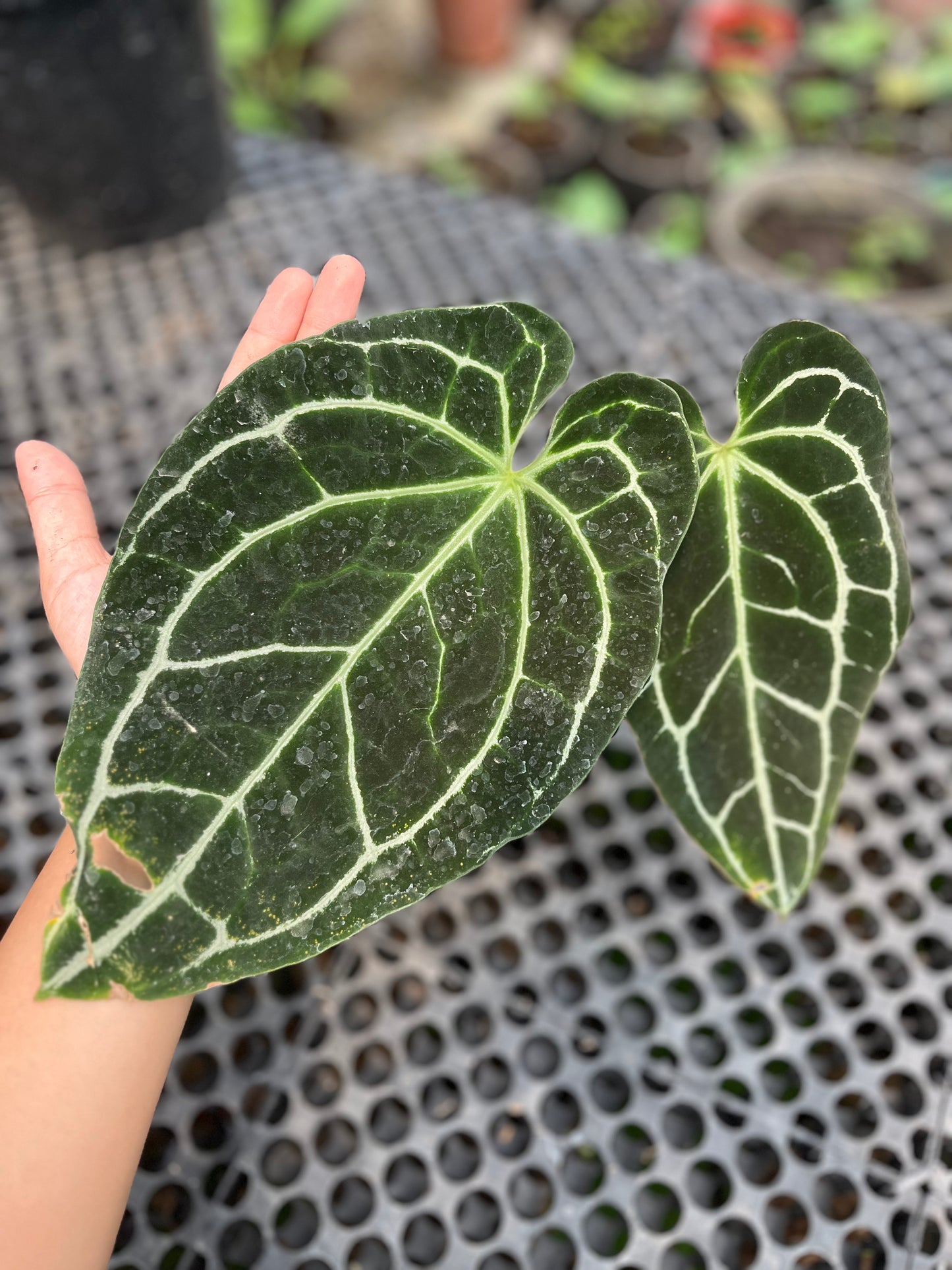 Anthurium Crystallinum Dark Form - us & cad store
