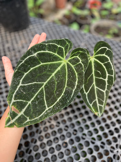 Anthurium Crystallinum Dark Form - us & cad store