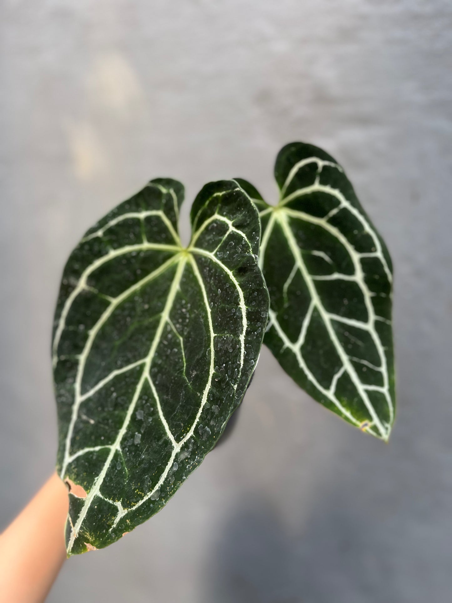 Anthurium Crystallinum Dark Form - us & cad store