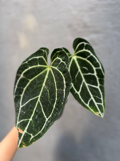 Anthurium Crystallinum Dark Form - us & cad store