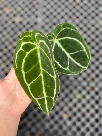 Anthurium Crystallinum Dark Form small size - us & cad store