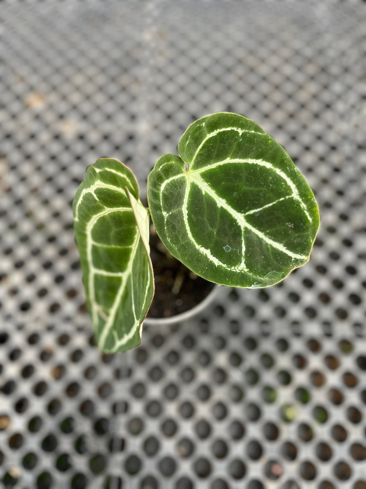 Anthurium Crystallinum Dark Form small size - us & cad store