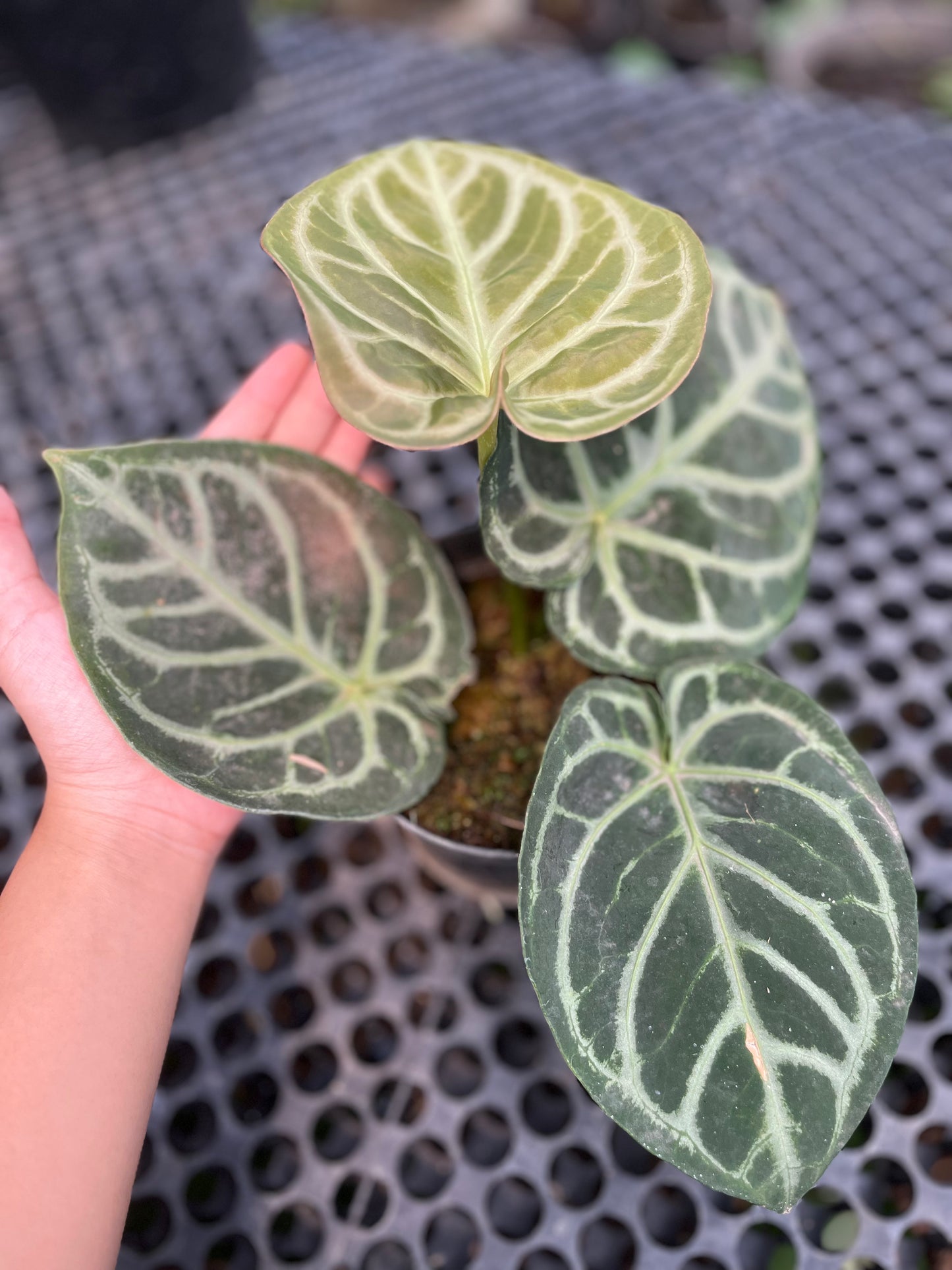Anthurium Dorayaki medium - us & cad store