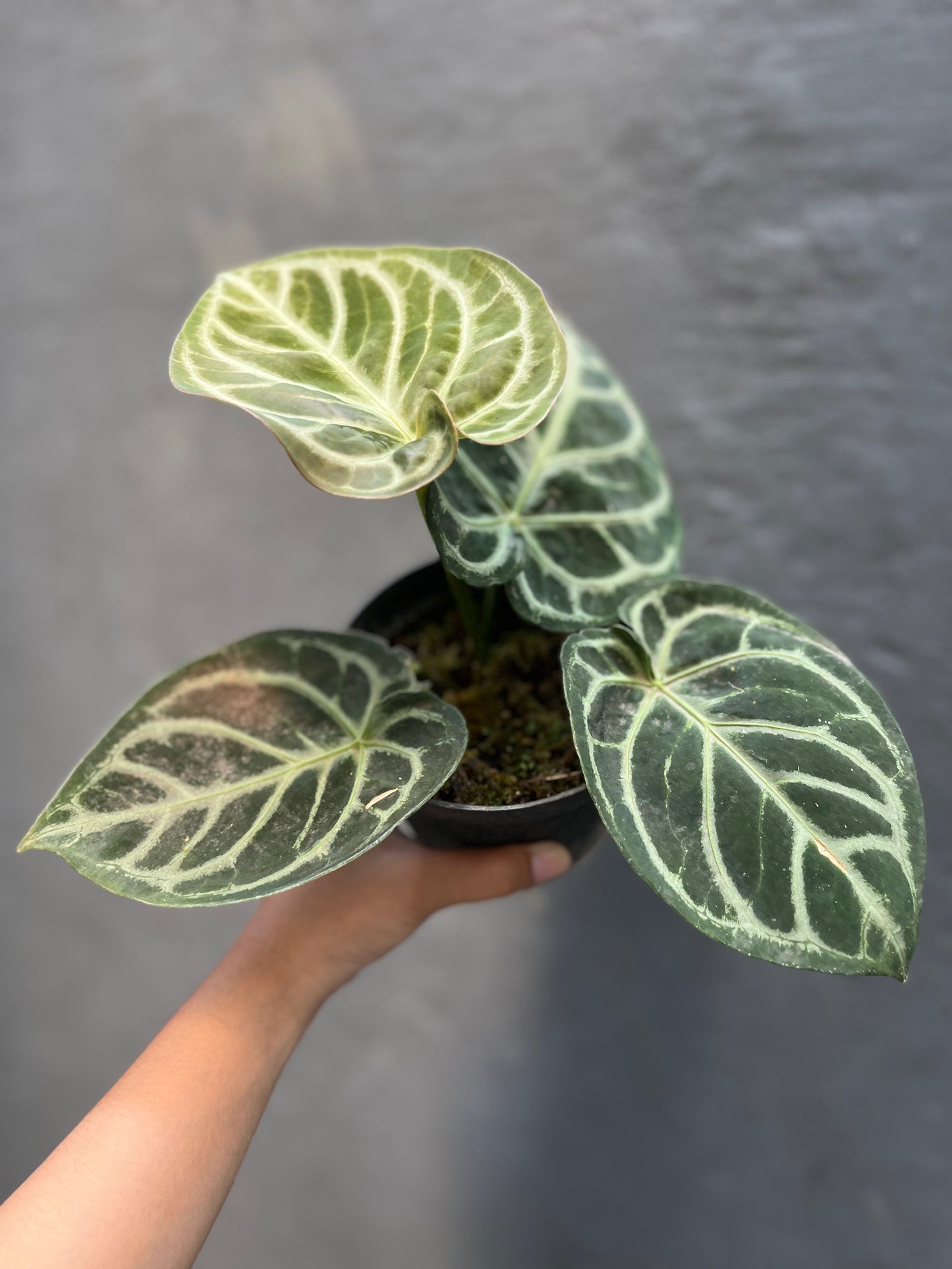 Anthurium Dorayaki medium - us & cad store