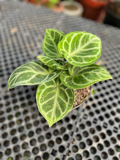 Anthurium Dorayaki small - us & cad store