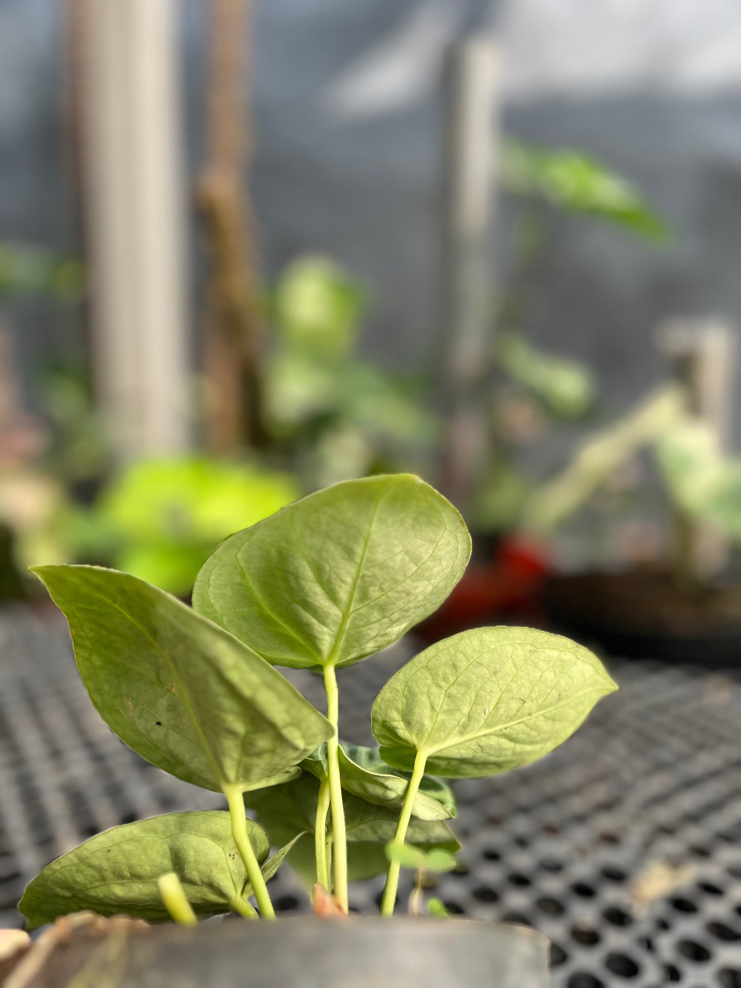 Anthurium Dorayaki small - us & cad store