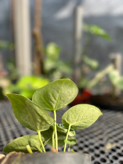 Anthurium Dorayaki small - us & cad store
