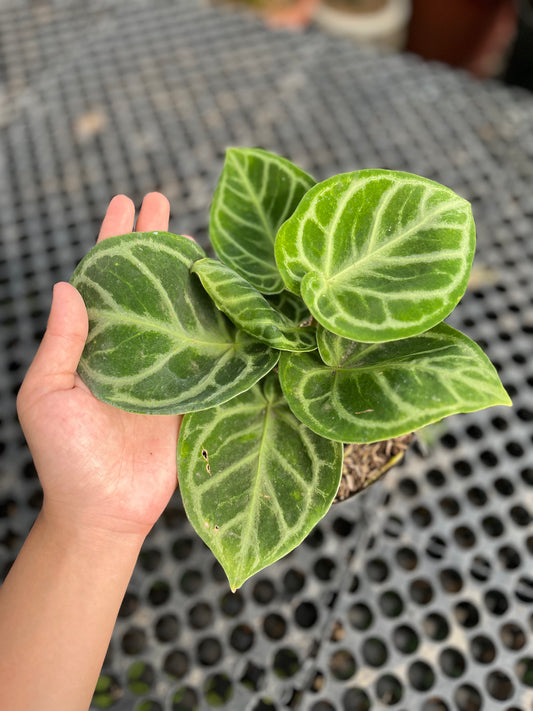 Anthurium Dorayaki small - us & cad store