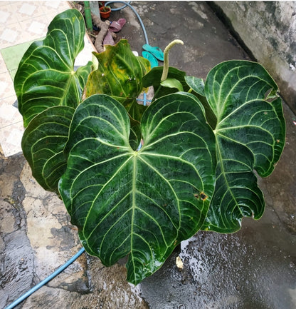 Anthurium Magnificum "Regale Sunda" us & cad store