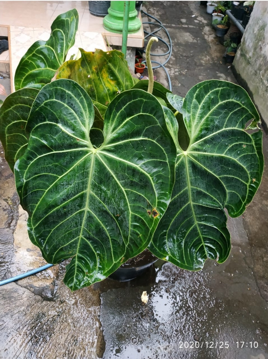 Anthurium Magnificum "Regale Sunda" us & cad store