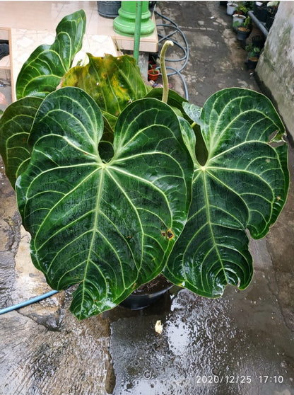 Anthurium Magnificum "Regale Sunda" us & cad store