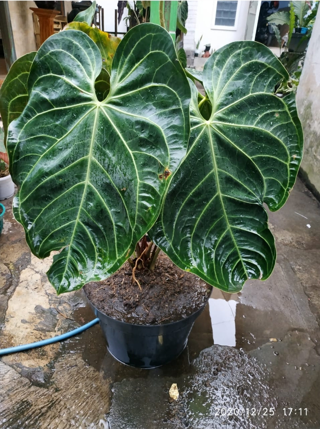 Anthurium Magnificum "Regale Sunda" us & cad store