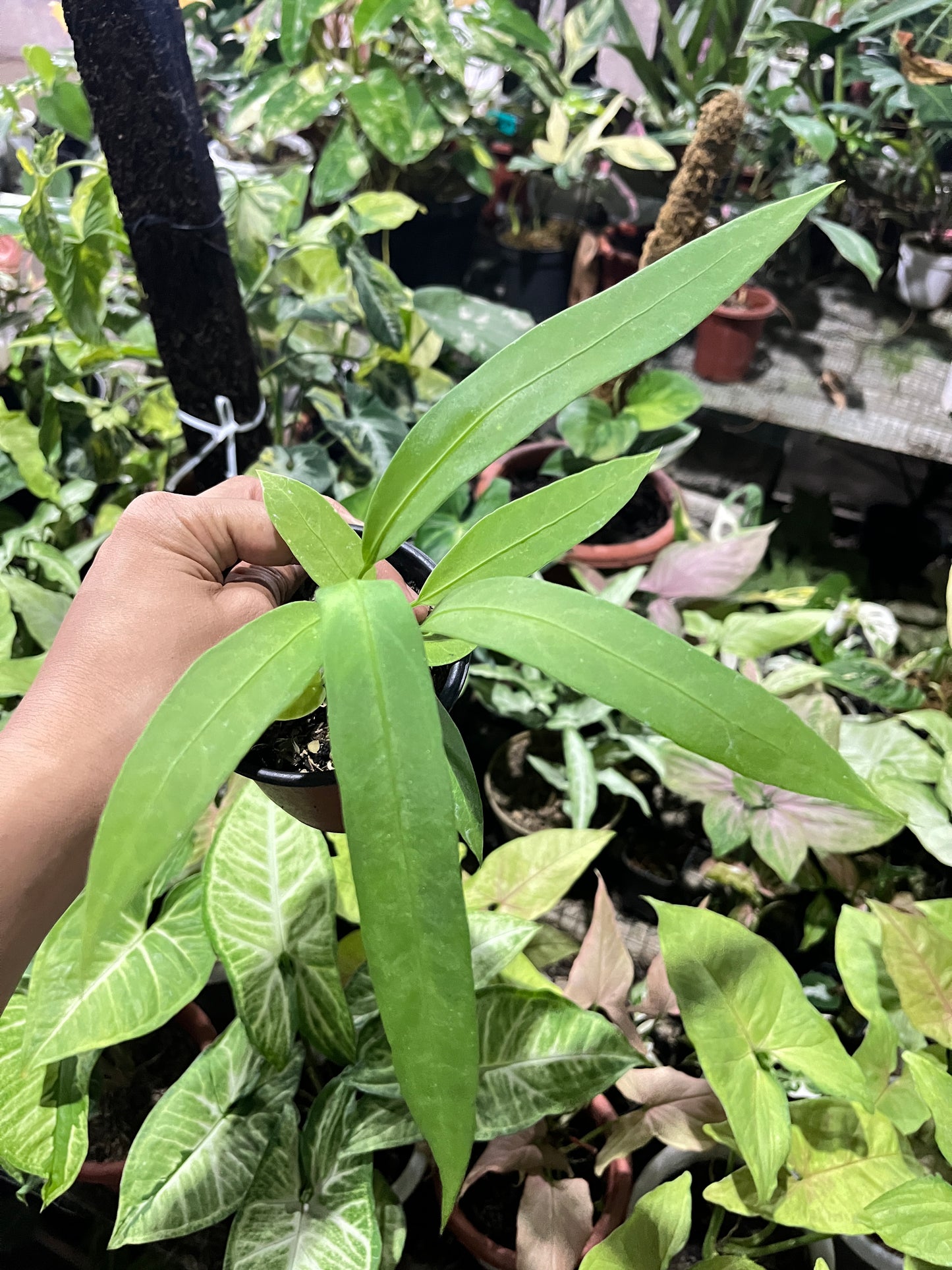Hand holding green leaves against a blurred green plant background anthurium vittarifolium