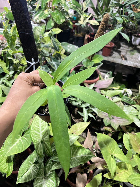 Hand holding green leaves against a blurred green plant background anthurium vittarifolium