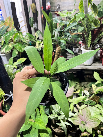 Hand holding a small potted plant anthurium vittarifolium with a blurred indoor garden background